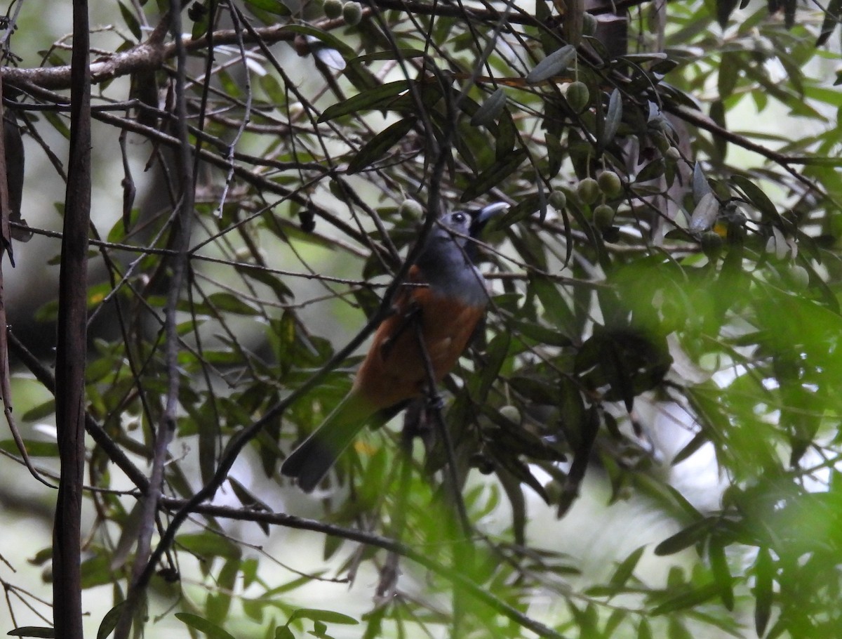 Black-faced Monarch - Praveen Bennur