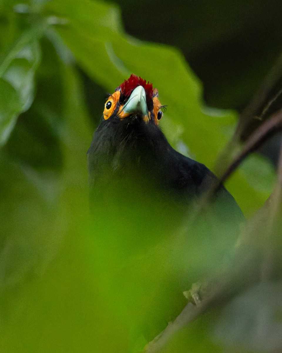 Tepeli Malkoha - ML614004555