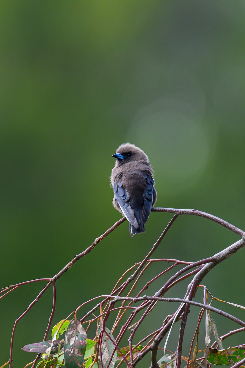 Dusky Woodswallow - ML614004563