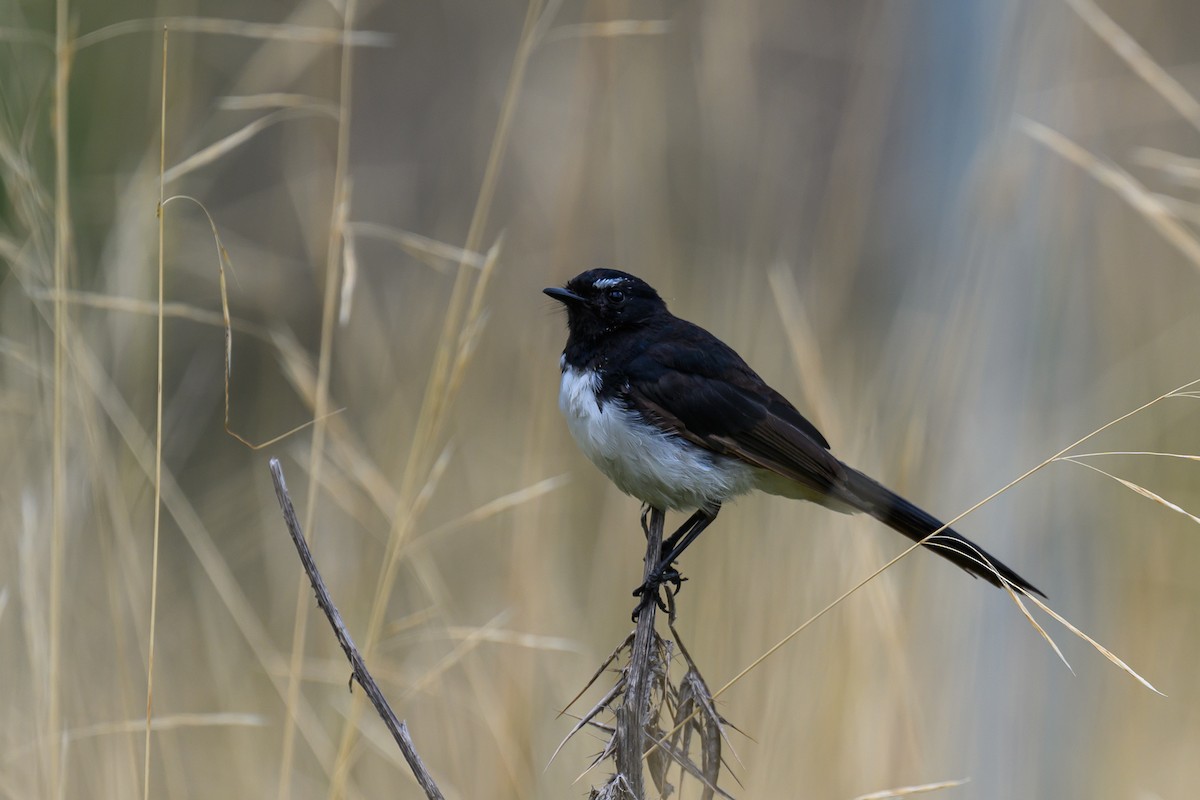 Willie-wagtail - ML614004565