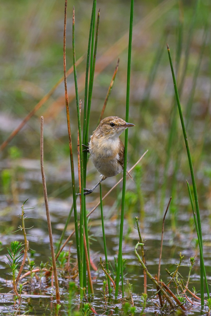 Australian Reed Warbler - ML614004567