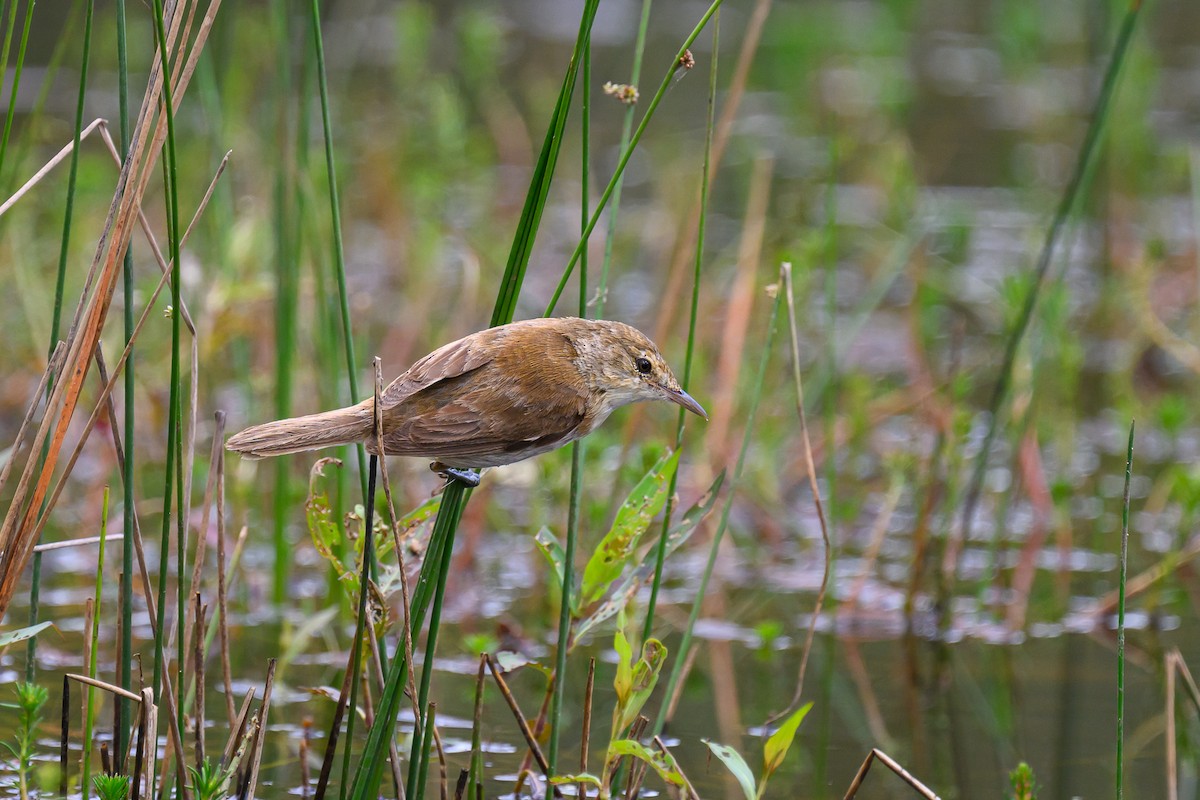 Australian Reed Warbler - ML614004568