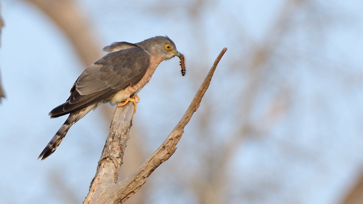 Common Hawk-Cuckoo - ML614004583