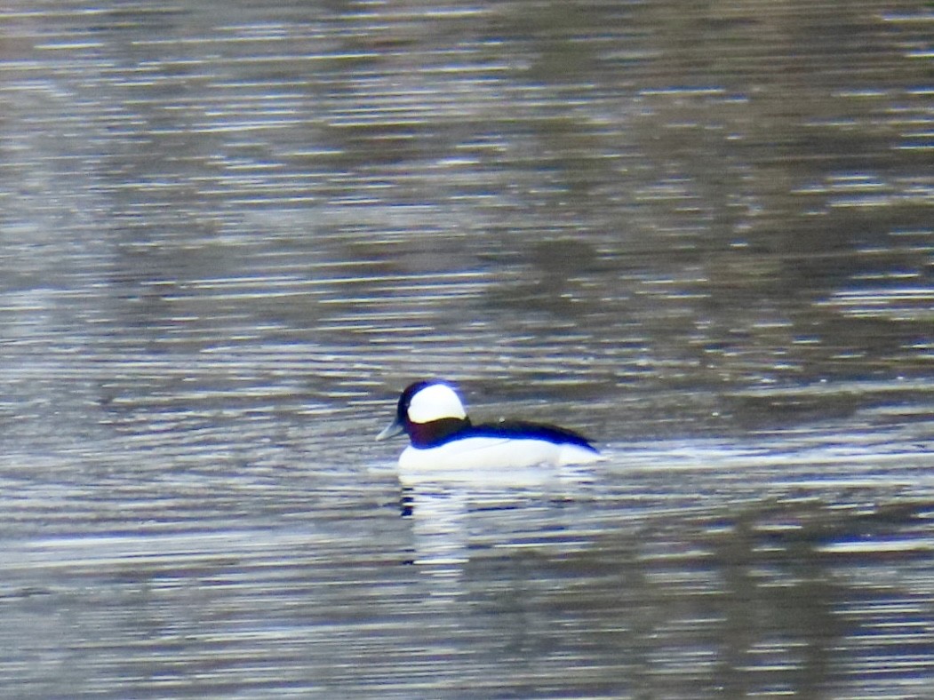 Bufflehead - Lani Sherman