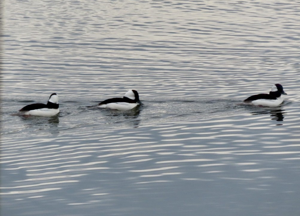 Bufflehead - ML614004673