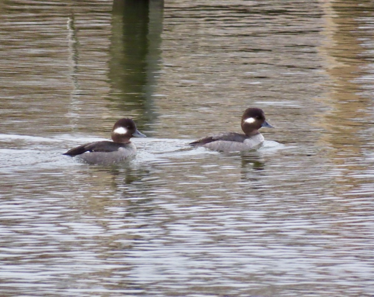 Bufflehead - ML614004674