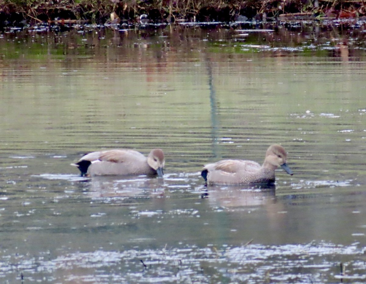 Gadwall - Lani Sherman