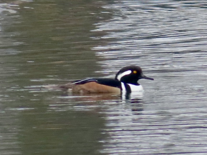 Hooded Merganser - ML614004727