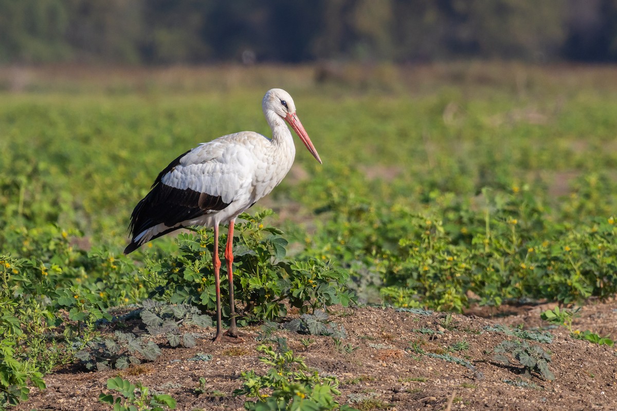 White Stork - ML614004791