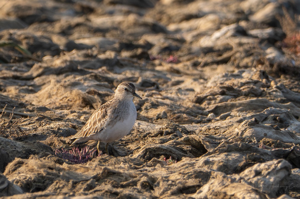 Long-toed Stint - Fishing Cat