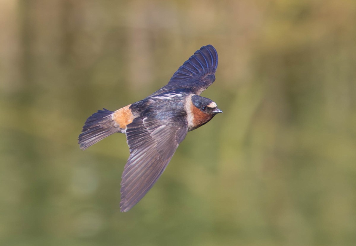 Cliff Swallow - Peter Bedrossian