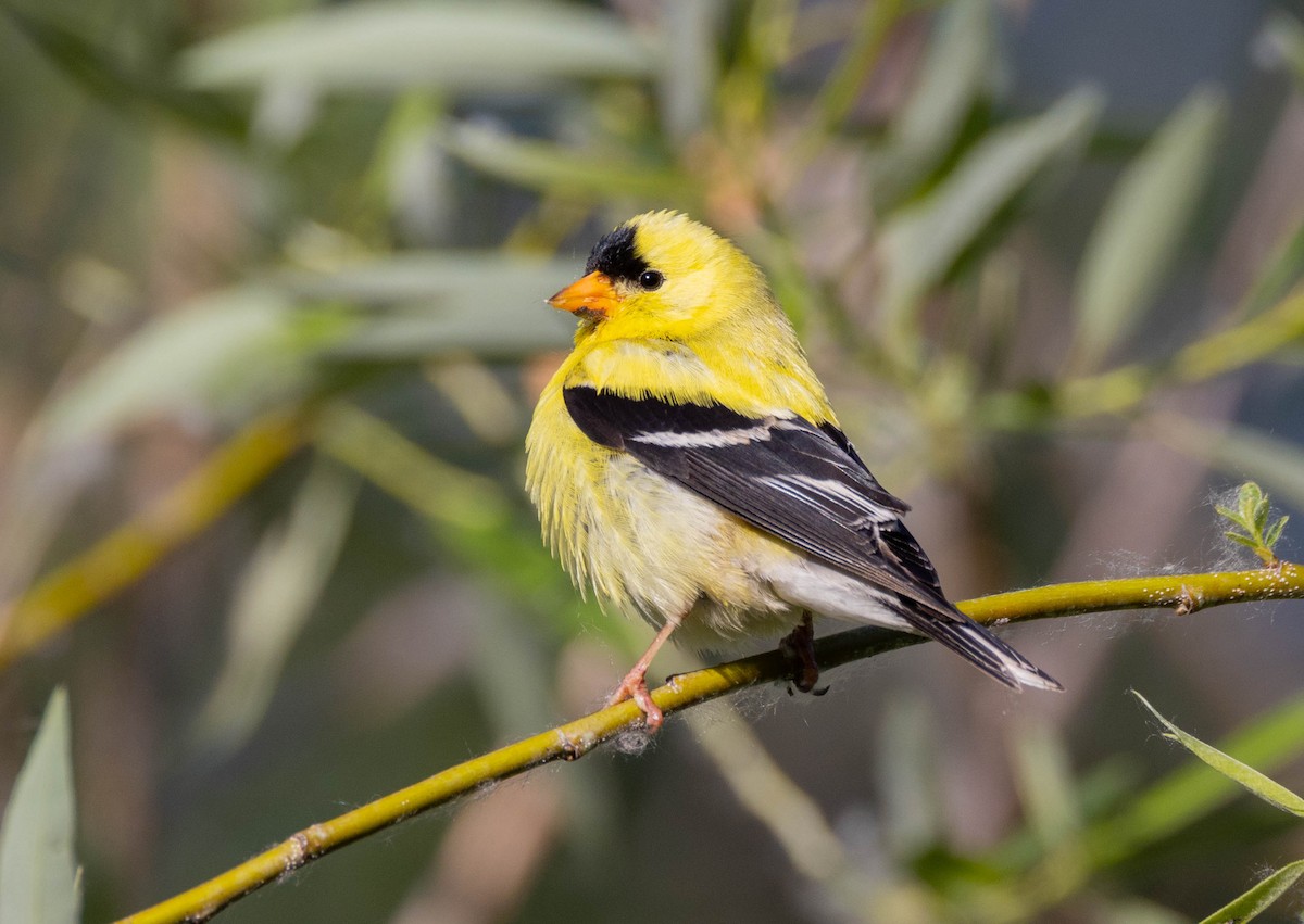 American Goldfinch - Peter Bedrossian