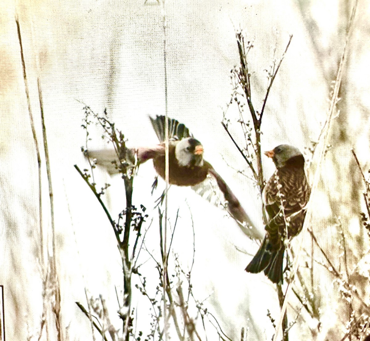 Gray-crowned Rosy-Finch (Hepburn's) - Darchelle Worley