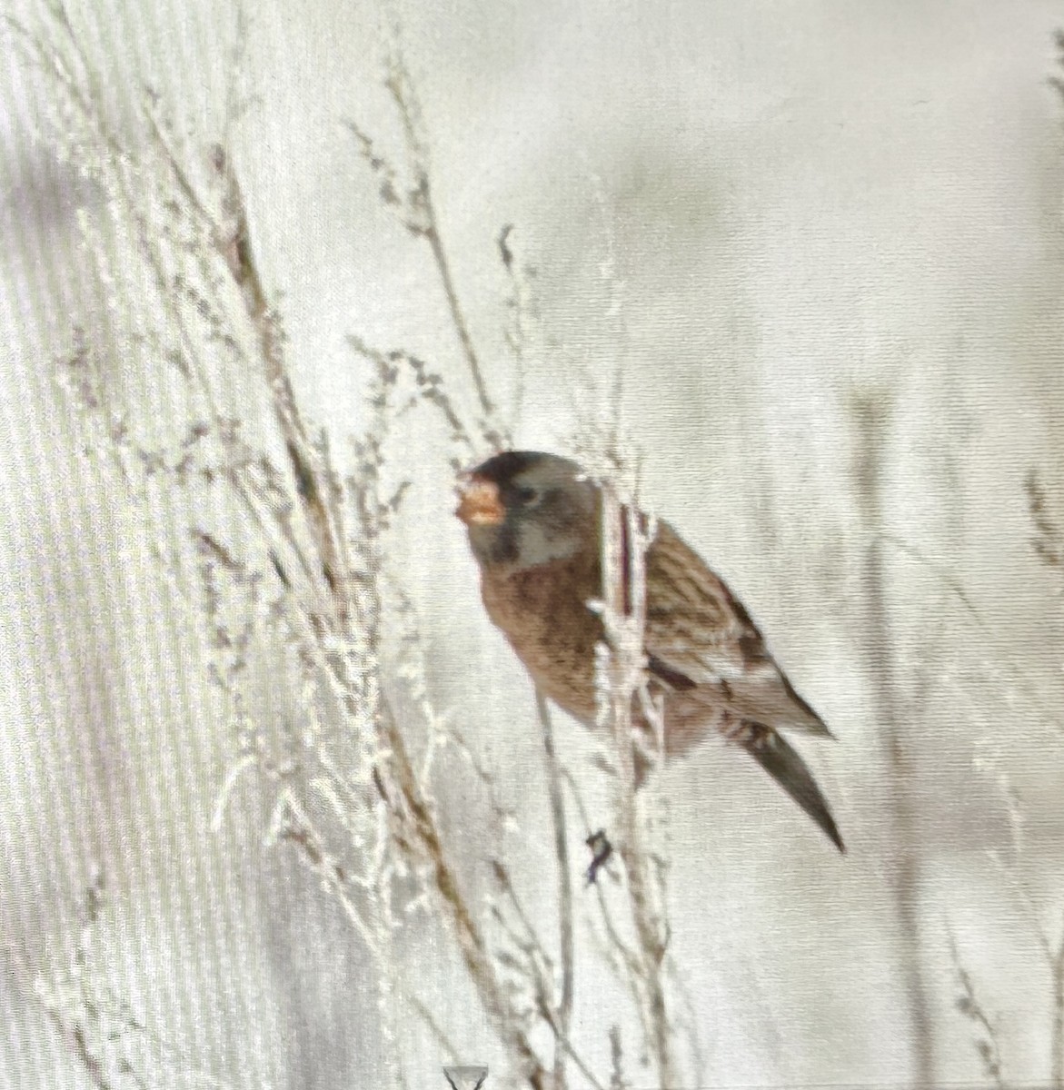 grånakkefjellfink (littoralis) - ML614004935