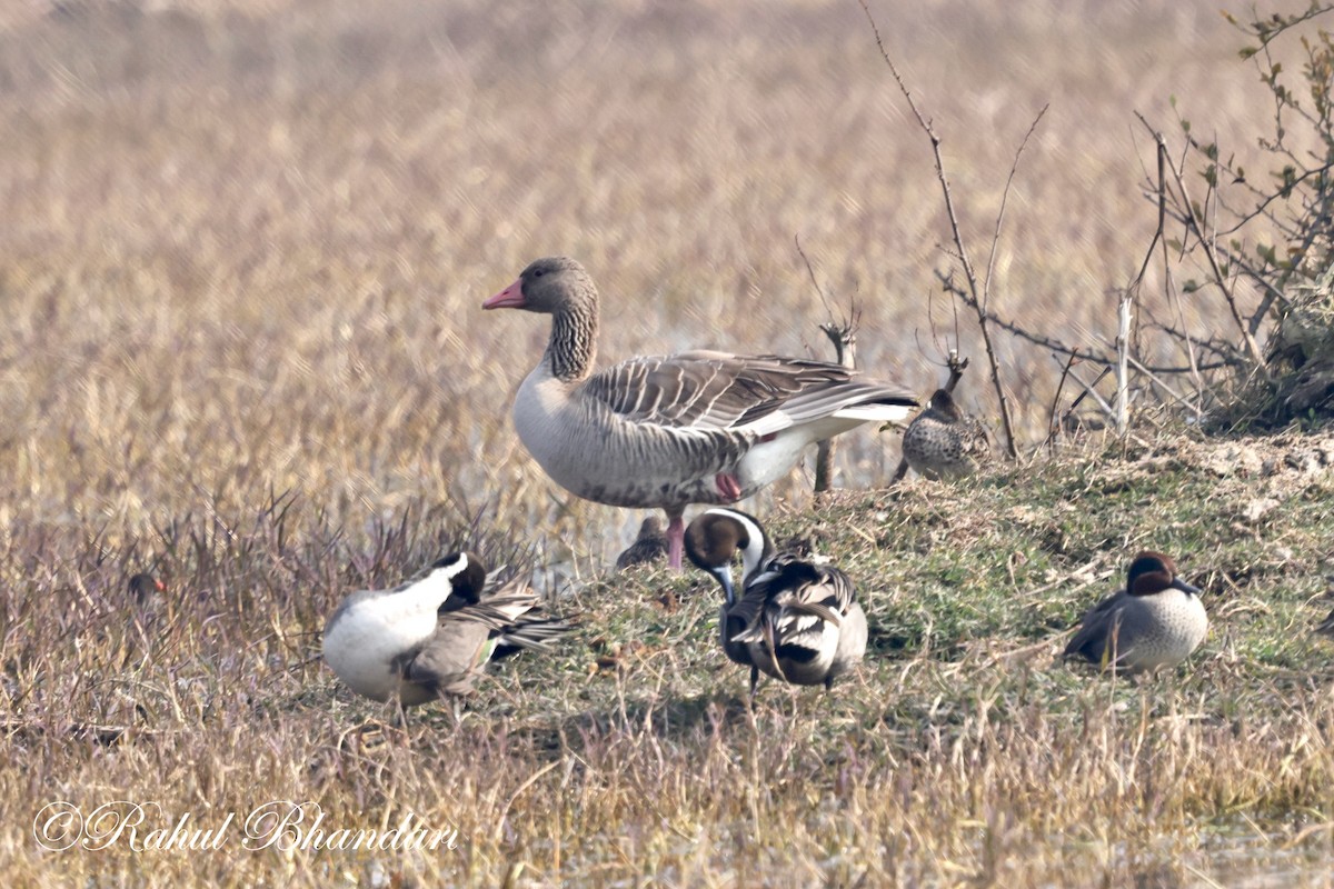 Graylag Goose - ML614004970