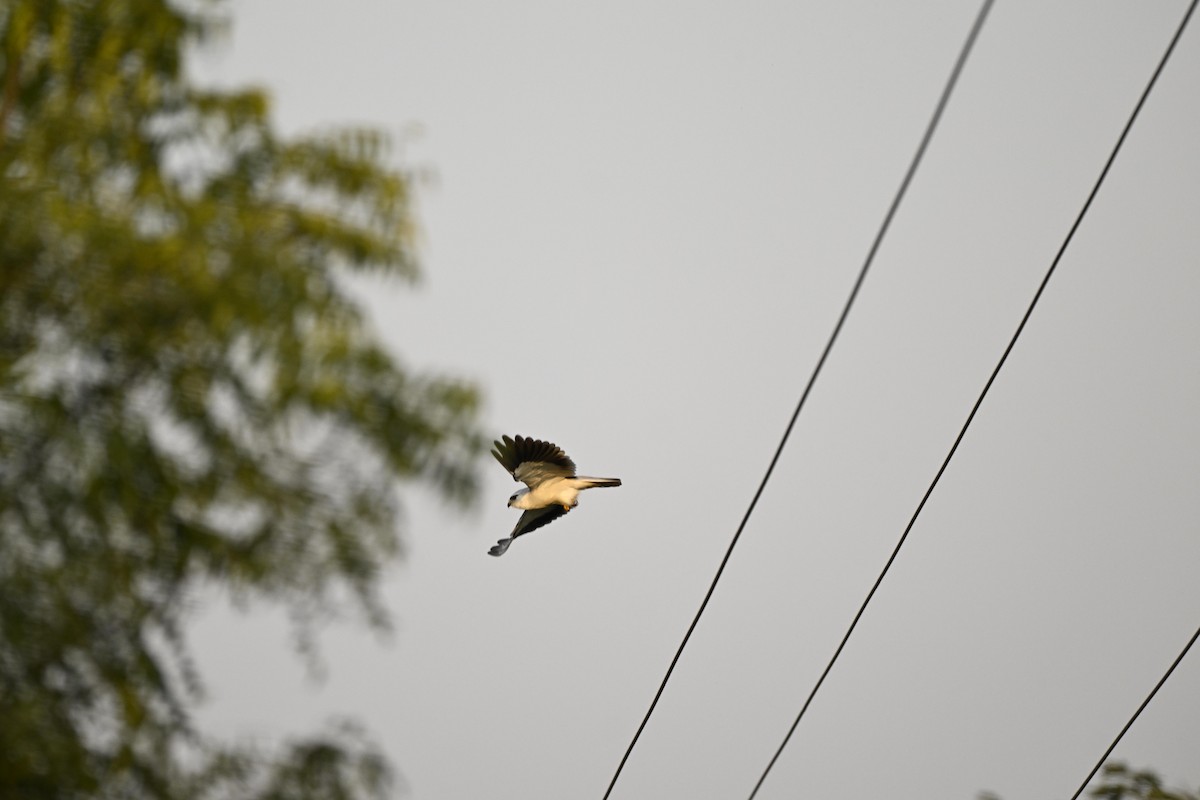 Black-winged Kite - ML614004996