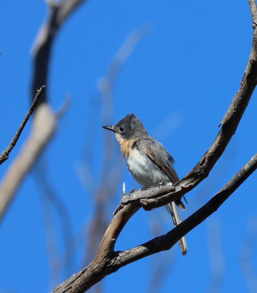 Leaden Flycatcher - ML614004999
