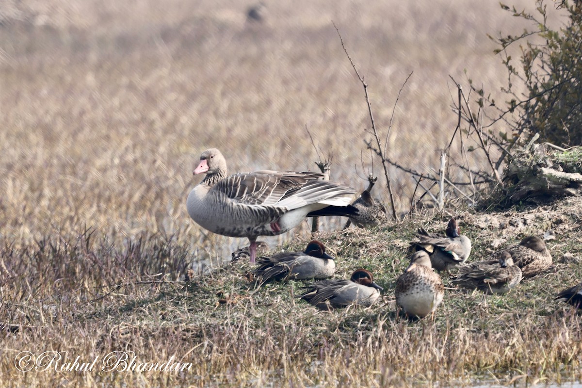 Graylag Goose - ML614005005