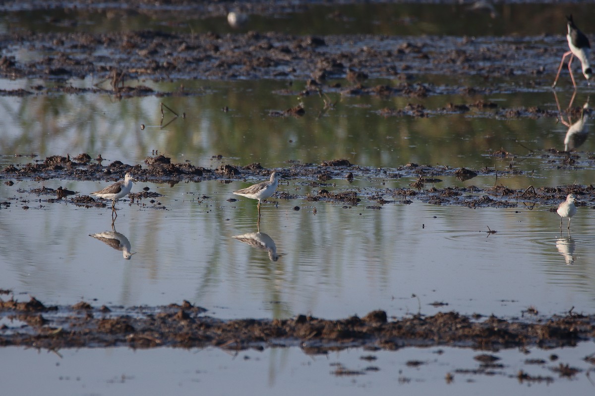 Marsh Sandpiper - Thanyarat Sukruan