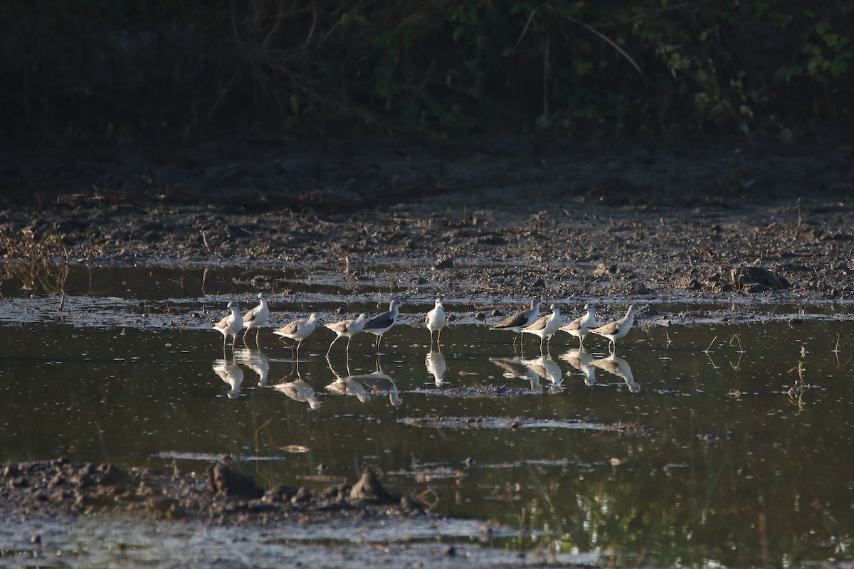 Marsh Sandpiper - Thanyarat Sukruan