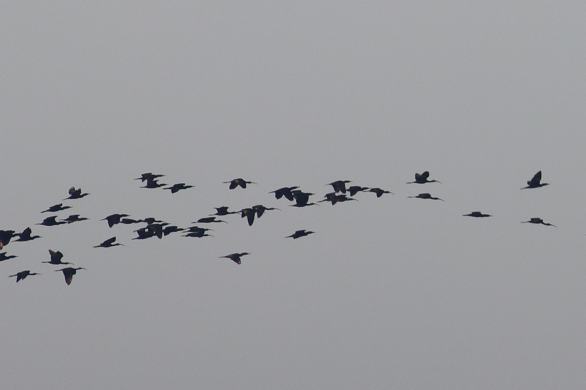 Glossy Ibis - ML614005066