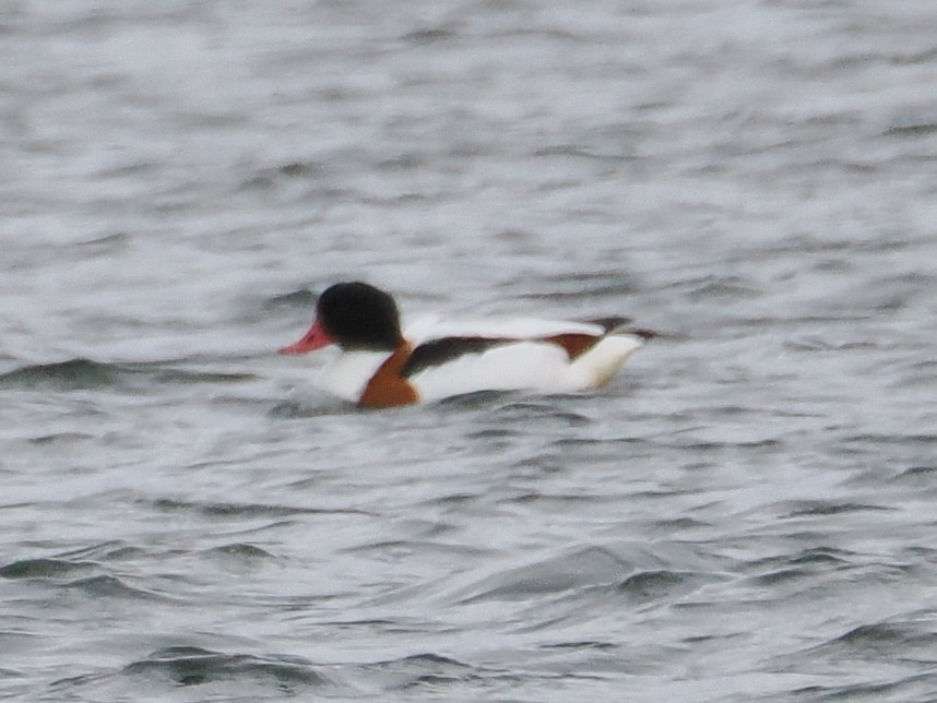 Common Shelduck - ML614005107