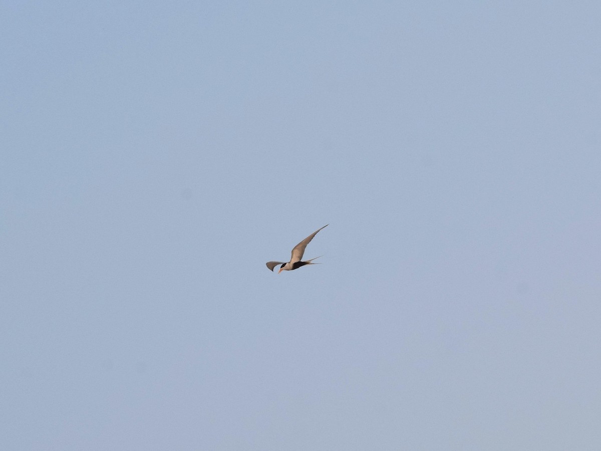 Black-bellied Tern - ML614005118