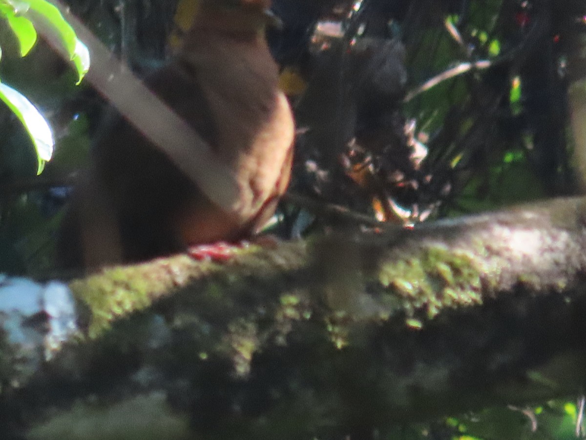 Andaman Cuckoo-Dove - ML614005204