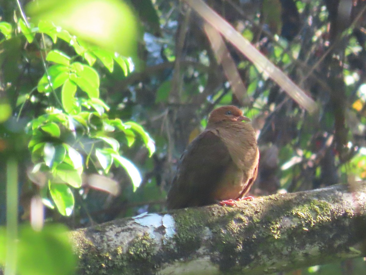Andaman Cuckoo-Dove - ML614005205