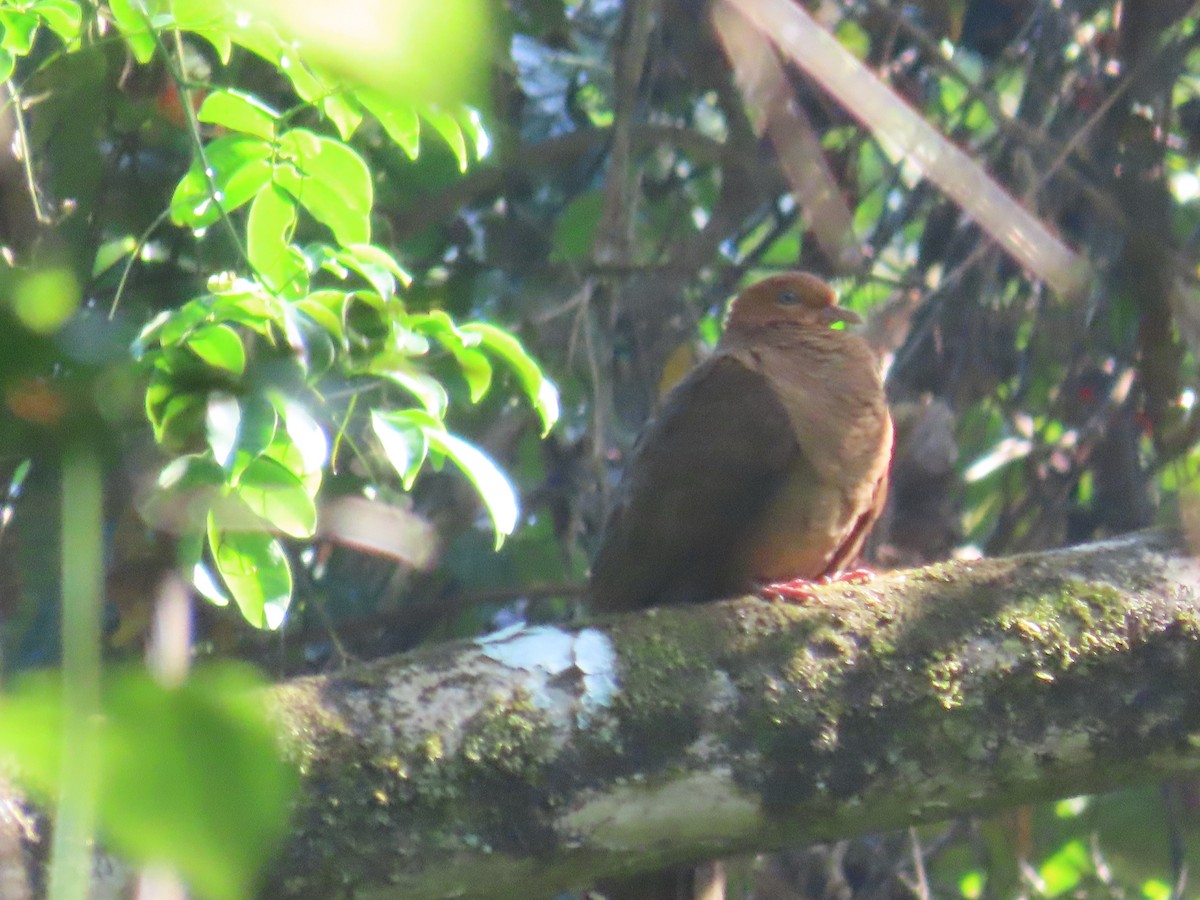 Andaman Cuckoo-Dove - ML614005206