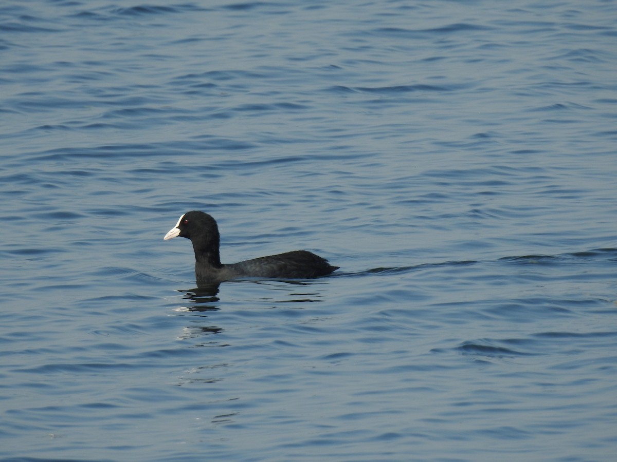 Eurasian Coot - Nitin Vaghela