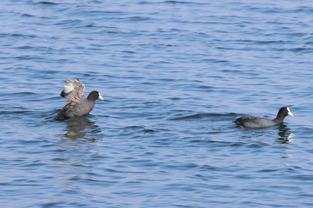 Eurasian Coot - ML614005248