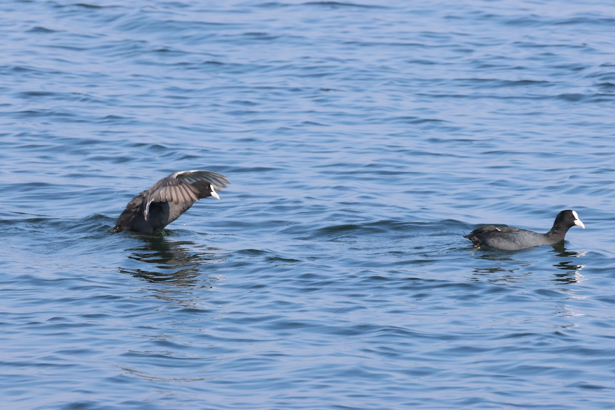 Eurasian Coot - ML614005249