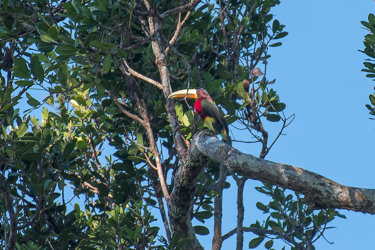 Ivory-billed Aracari - ML614005294