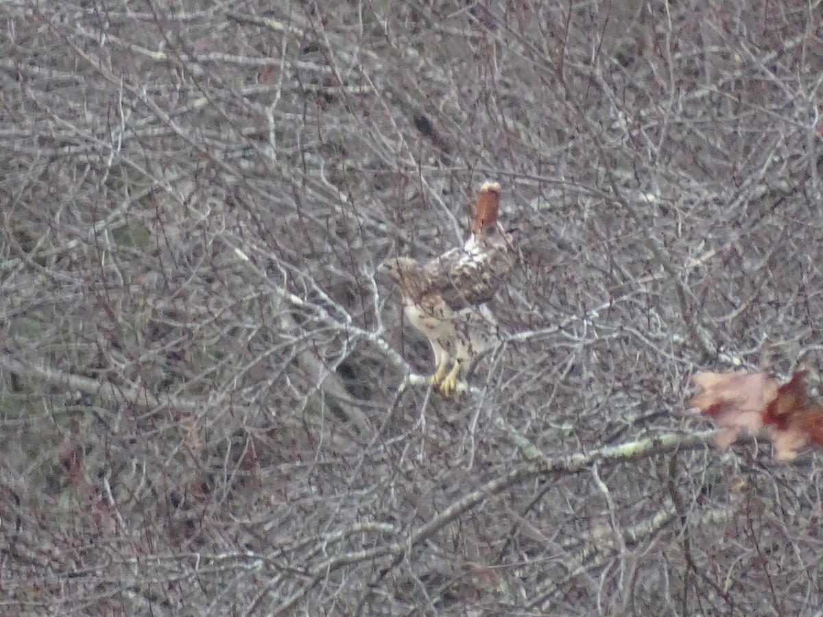 Buse à queue rousse - ML614005342