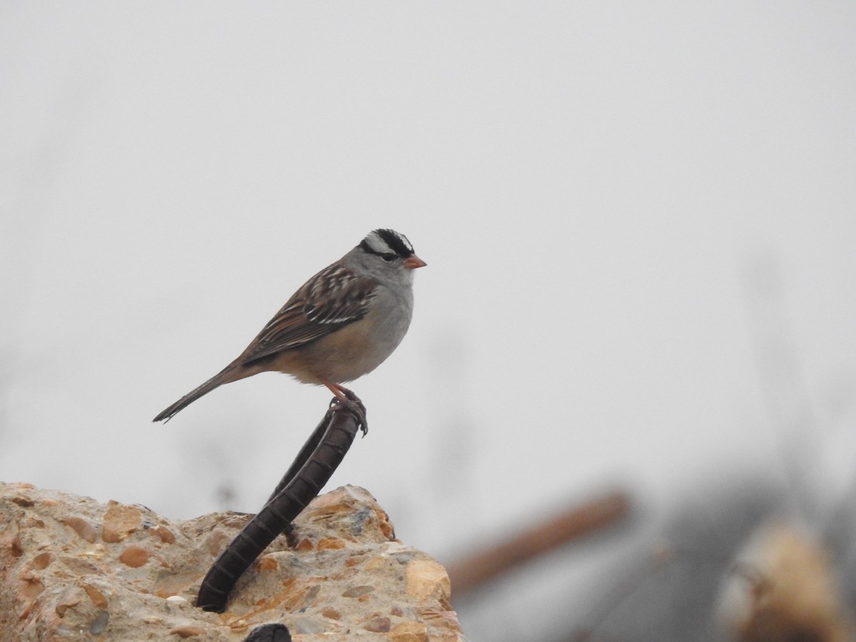 White-crowned Sparrow - ML614005343