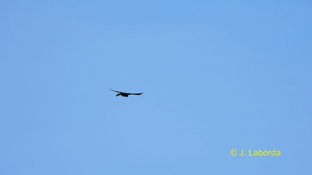 Red-billed Chough - ML614005412