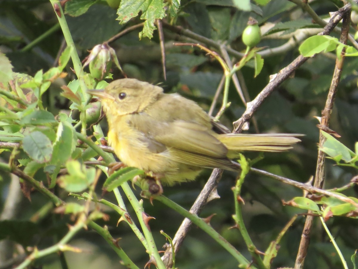 Common Yellowthroat (trichas Group) - ML614005491