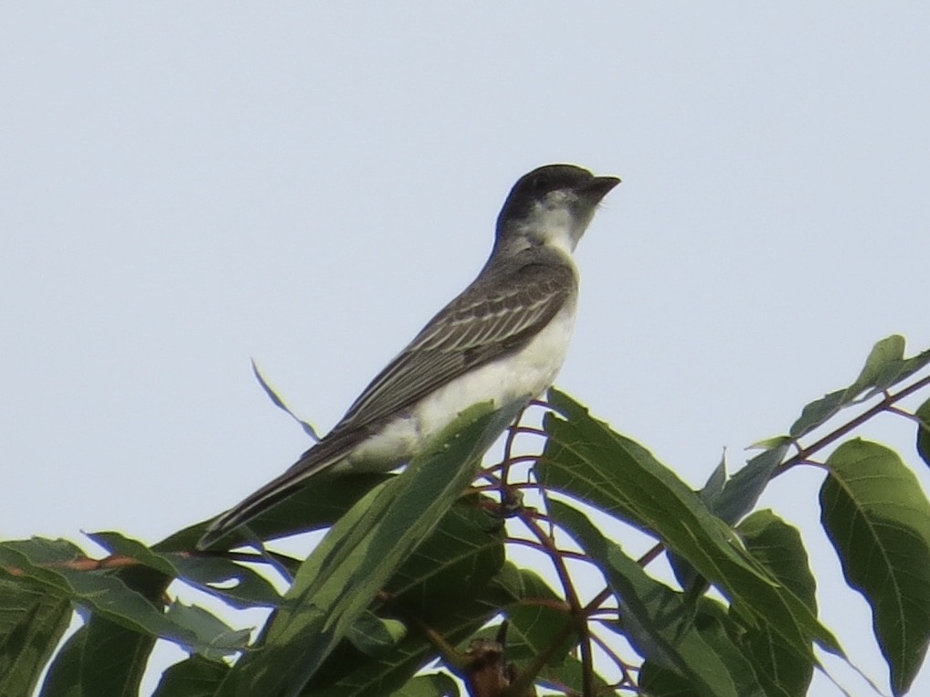 Eastern Kingbird - ML614005561