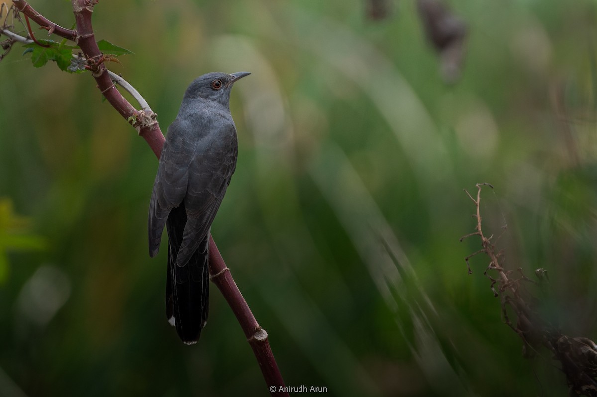 Gray-bellied Cuckoo - ML614005566