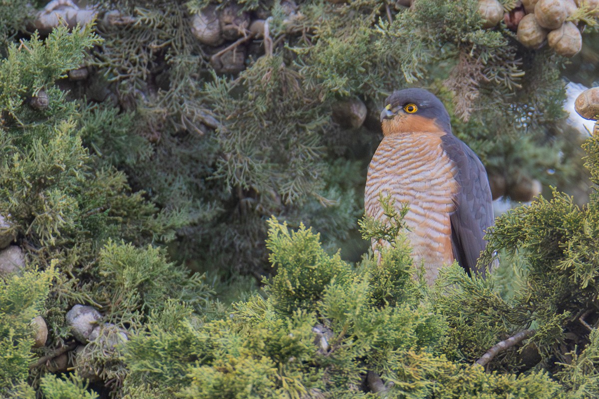 Eurasian Sparrowhawk - ML614005653