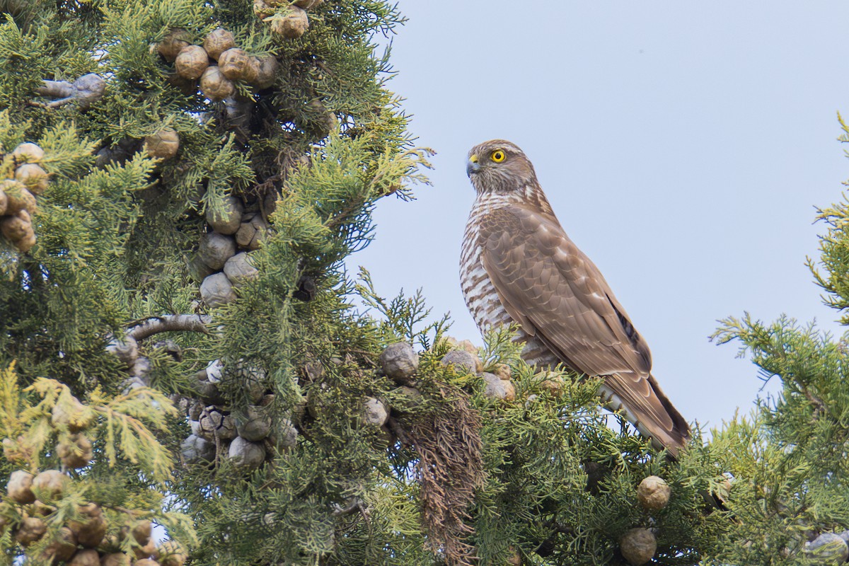 Eurasian Sparrowhawk - ML614005654