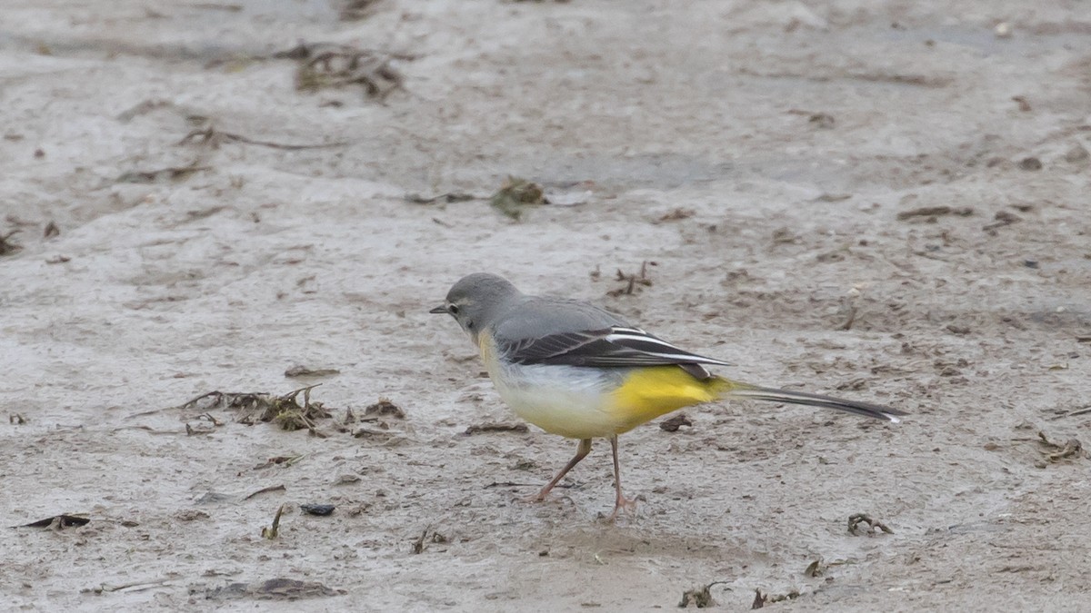 Gray Wagtail - ML614005682