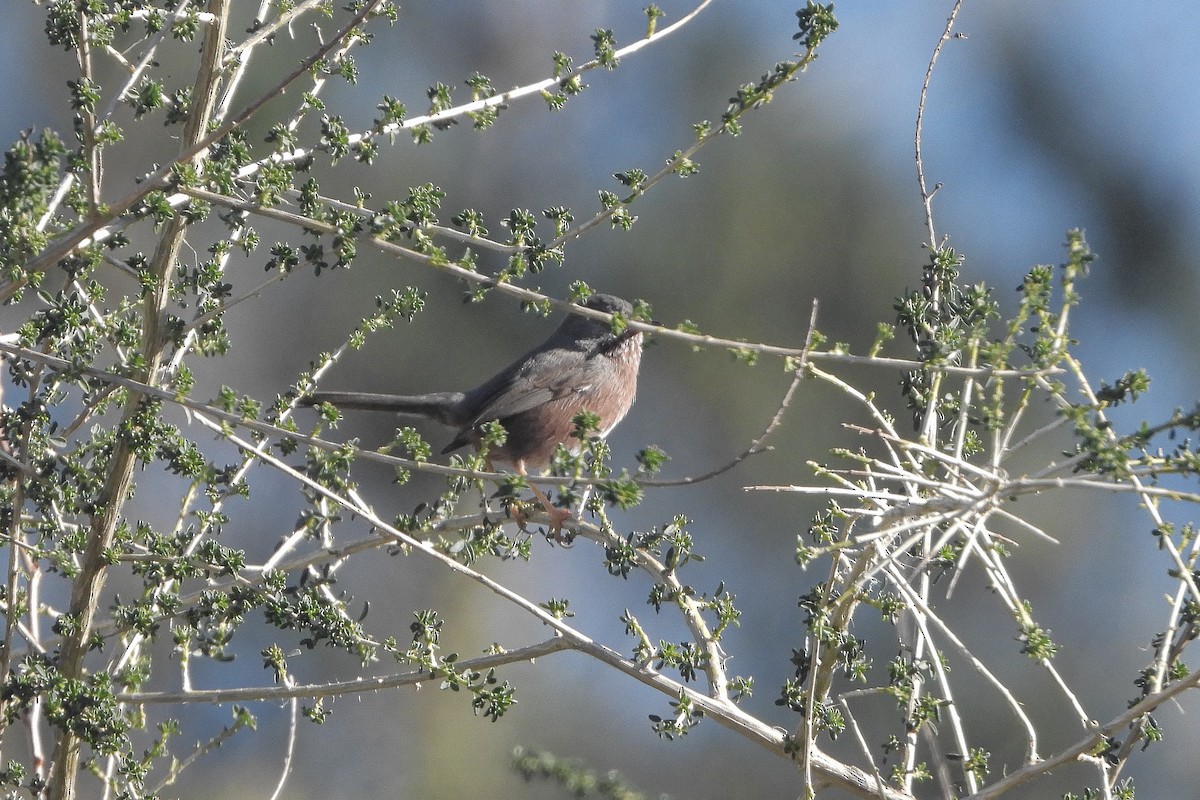 Dartford Warbler - ML614005704