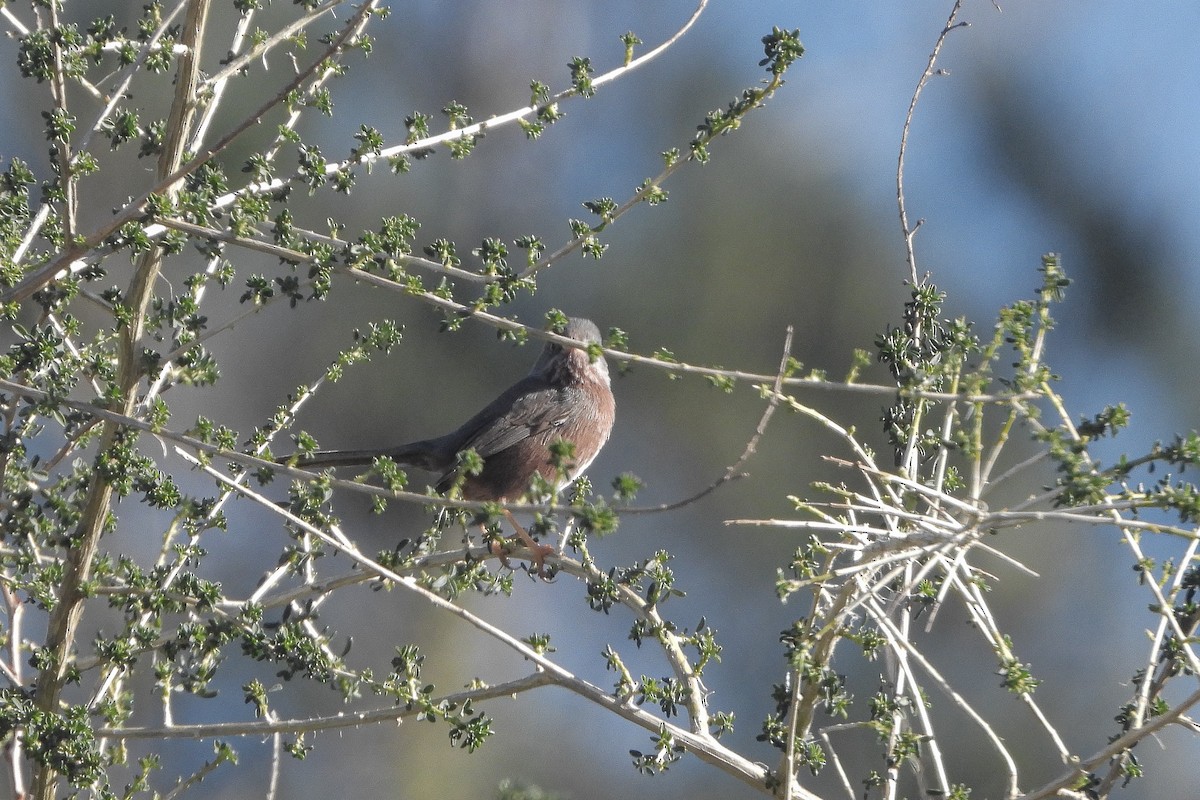 Dartford Warbler - ML614005705