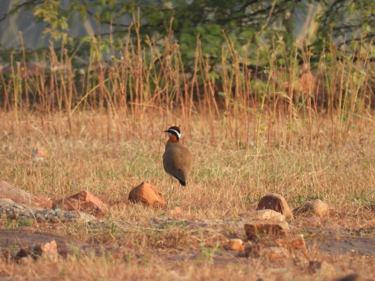 Indian Courser - ML614005722
