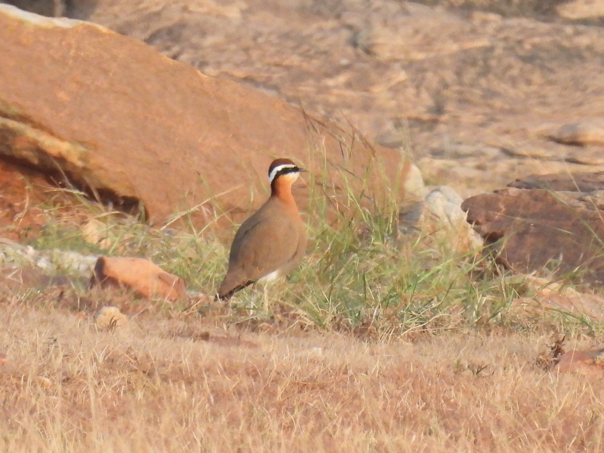 Indian Courser - ML614005723