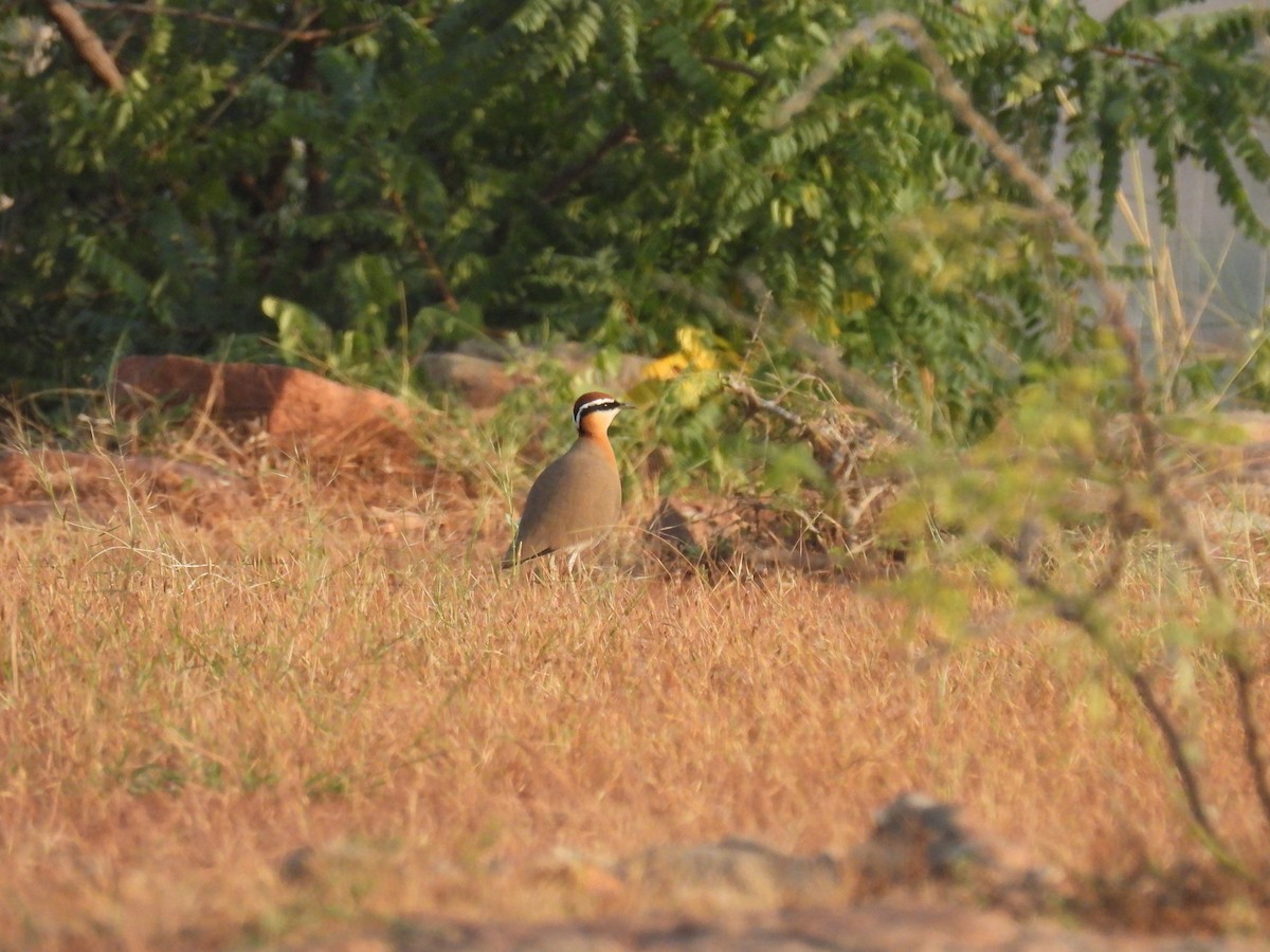 Indian Courser - ML614005724