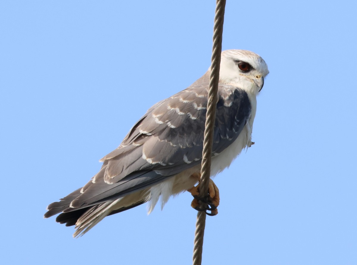 Black-winged Kite - ML614005762