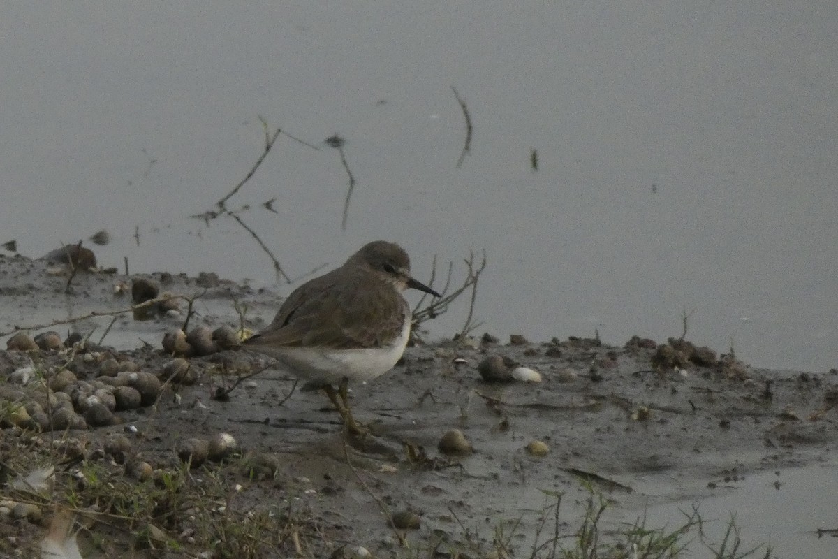 Temminck's Stint - Ameya Deshpande